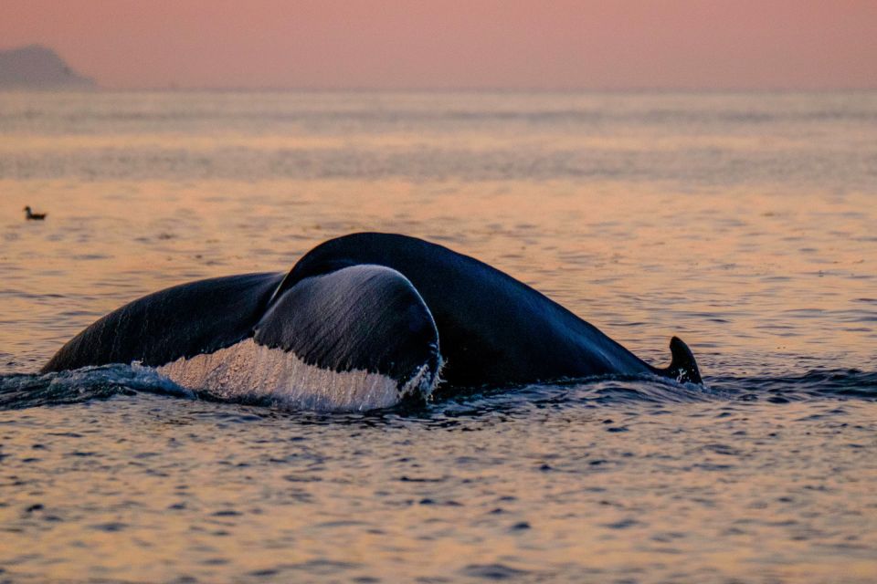 Reykjavik: Premium Whale and Puffin Watching Evening Tour - Group Size