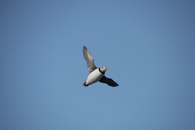 Reykjavik Shore Excursion: Puffin Sightseeing Cruise - Puffin Viewing Opportunities