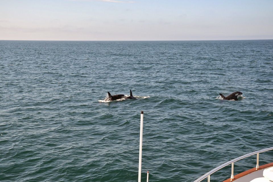 Reykjavik: Whale Watching and Dolphin Watching Yacht Cruise - Comfort and Amenities