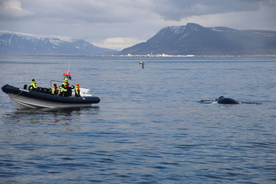 Reykjavik: Whale Watching Tour by RIB Boat - Whales of Iceland Museum