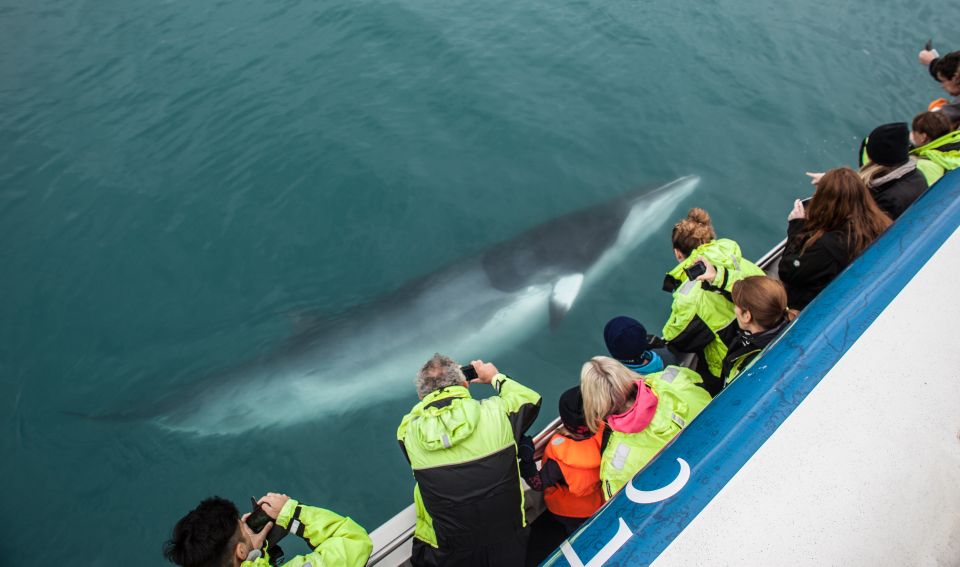 Reykjavik: Whale Watching Tour, Whales of Iceland Exhibition - Best Whale Watching Season