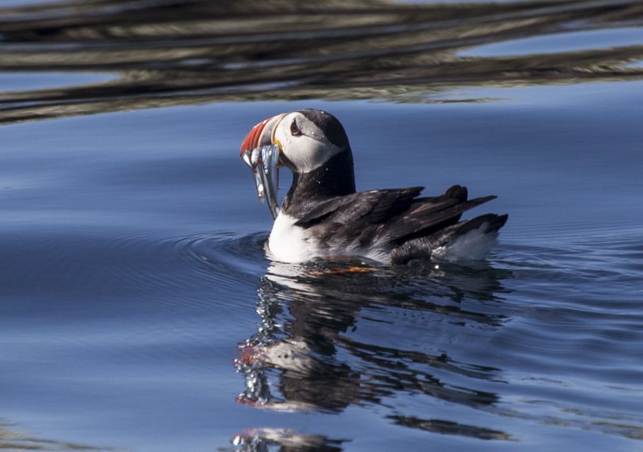 Reykjavik: Whales and Puffins Cruise Combo Tour - Tour Languages and Guides