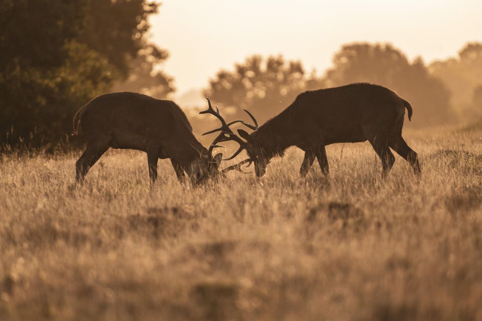 Richmond Park, London: Sunset Wildlife Photography Workshop - Creative Composition