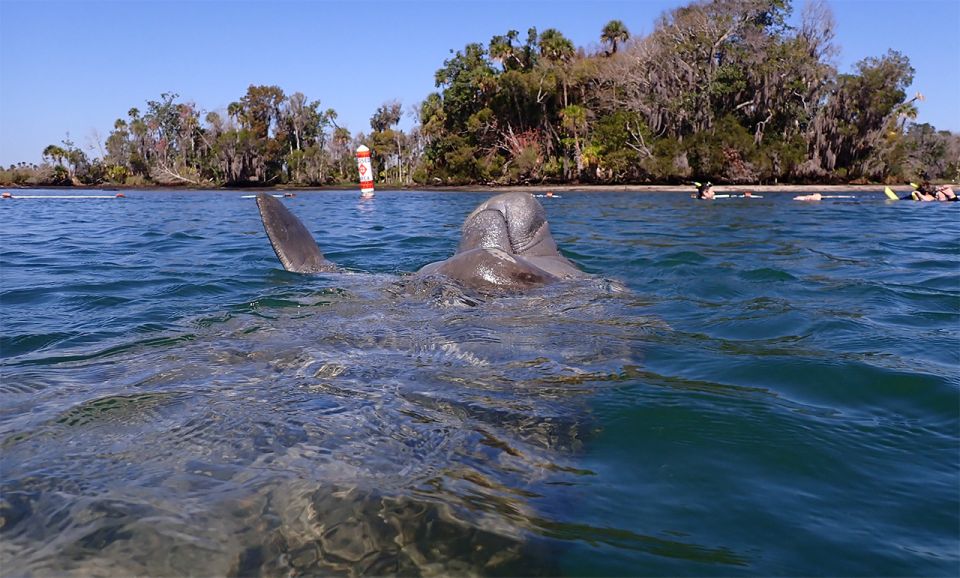 River Cruise With Manatee Viewing - Pricing and Booking