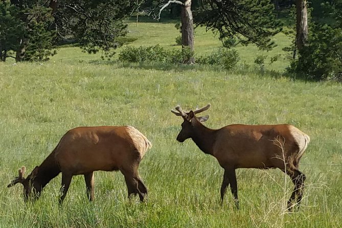 Rocky Mountain National Park in Summer Tour From Denver - Wildlife Viewing Opportunities