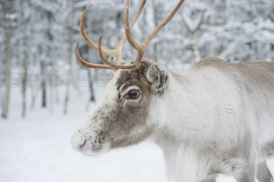 Rovaniemi: Husky Park and Reindeer Farm Combo - Reindeer Herding in Lapland