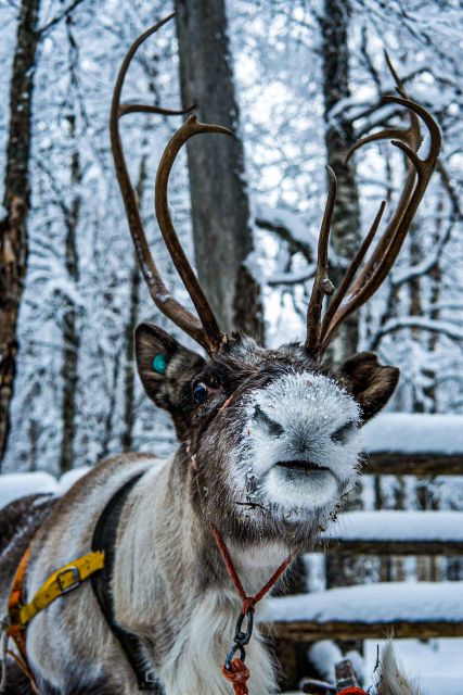 Rovaniemi: Local Reindeer Farm Visit With 2 Km Sleigh Ride - Frequently Asked Questions