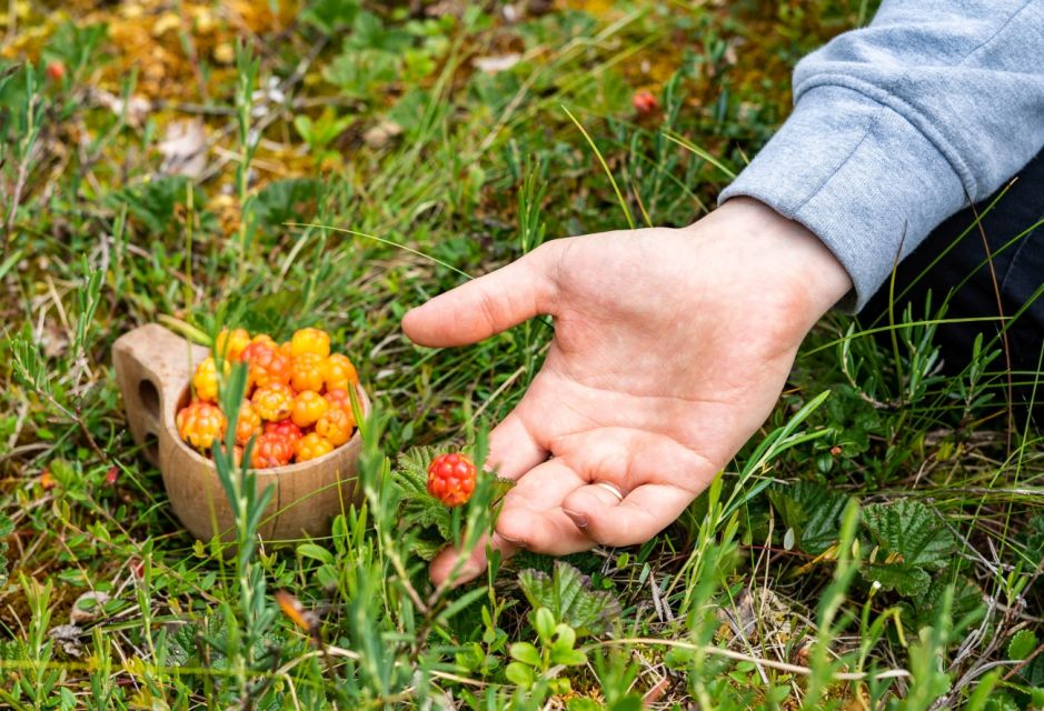 Rovaniemi: Wild Berries and Mushrooms Picking Tour - Booking and Payment