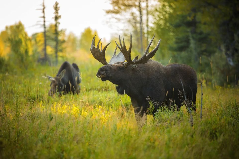 Rovaniemi: Wild Moose Safari - Group Size Requirements