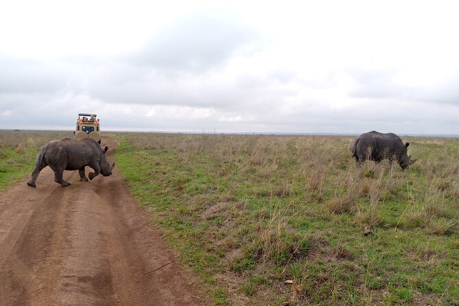 Safari Tour : Nairobi National Park - Tips for an Enjoyable Safari Experience