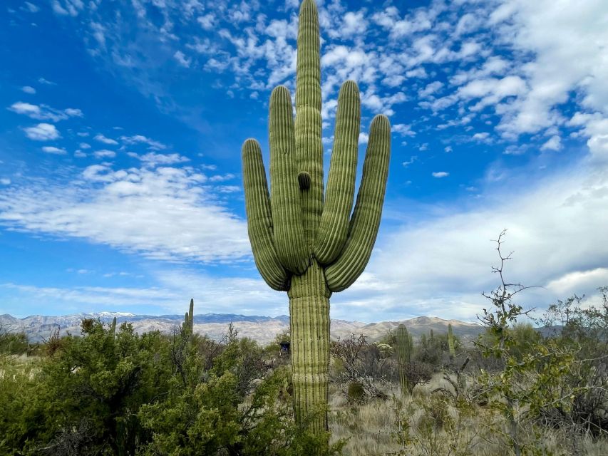 Saguaro National Park: Day Tour & Hike - Cancellation Policy Details