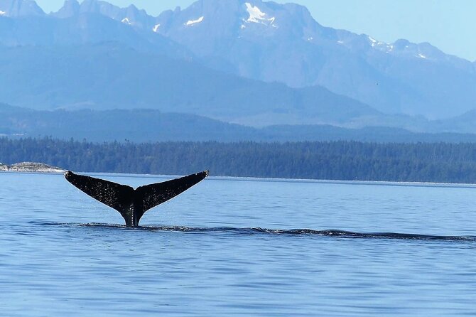 Salish Sea Whale Watching - Tour Duration and Accessibility