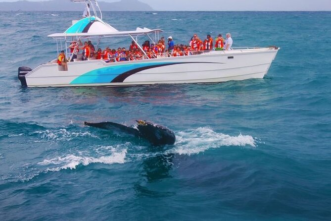 Samana Bay Whale Watching Full Day Tour With Lunch From Punta Cana - Lunch and Activities