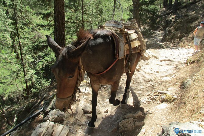 Samaria Gorge Trek: Full-Day Excursion From Chania - What to Bring and Expect