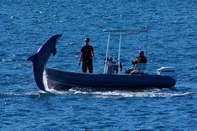 San Diego Whale Watching Cruise - Guest Experiences and Feedback