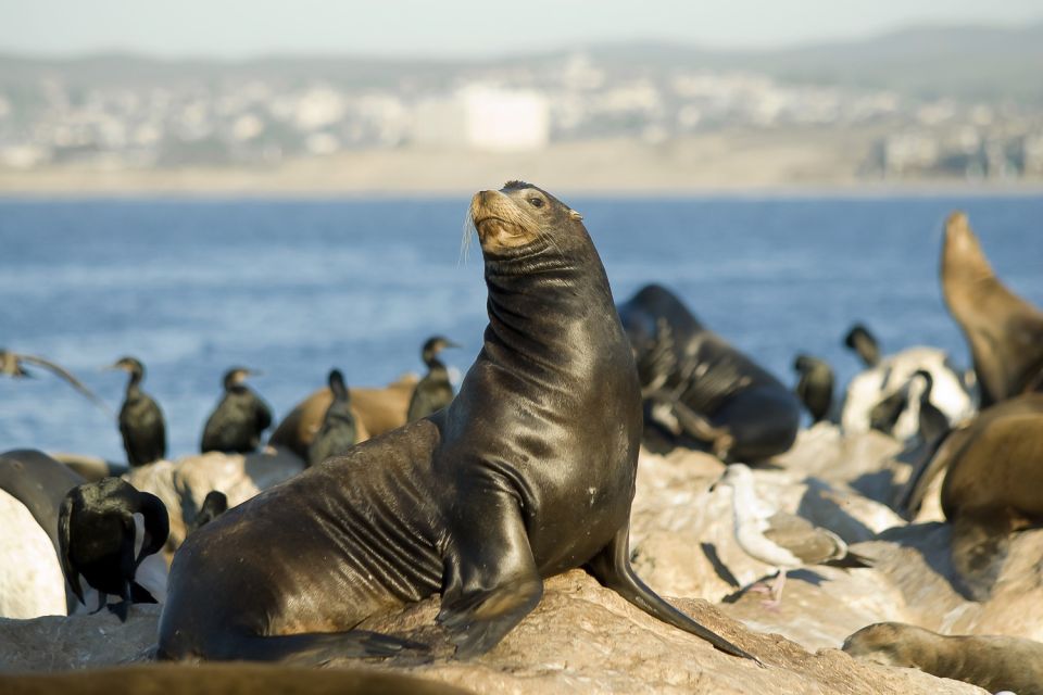 San Diego: Whale Watching Tour - Frequently Asked Questions