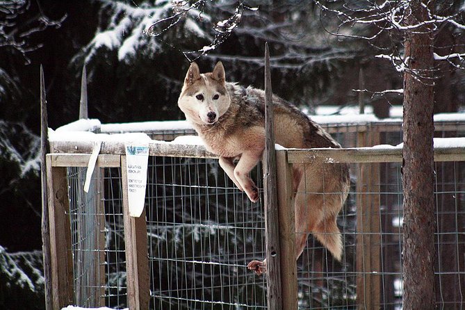 Santa Claus Village Guided Tour & Arctic Animals Adventure - Husky Safari Adventure