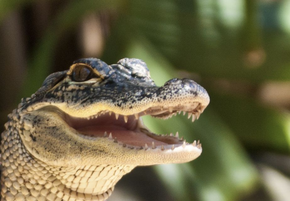 Sawgrass Park: Private 1-Hour Airboat Adventure Tour - Nocturnal Wildlife Viewing