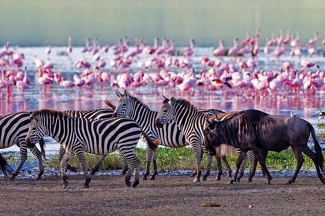 Serengeti & Ngorongoro 3 Days Fly Safari in From Zanzibar - Booking and Cancellation