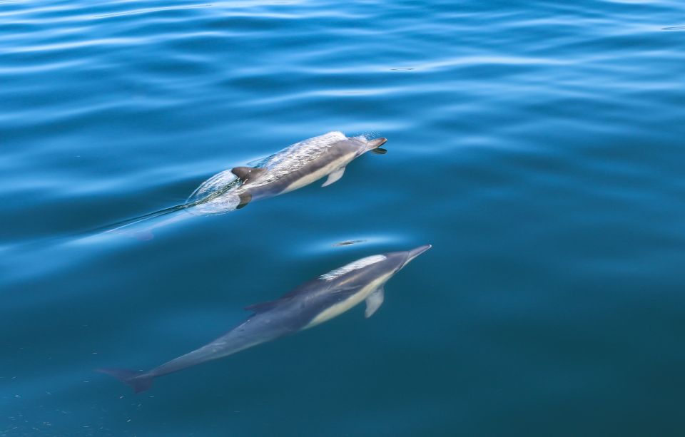 Sesimbra: Guided Dolphin Watching in Arrábida Natural Park - Dolphin Watching Season