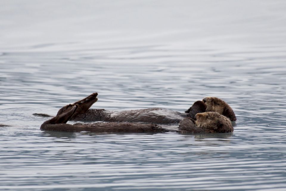 Seward: Resurrection Bay and the Kenai Fjords Orca Cruise - Disclaimers and Additional Information