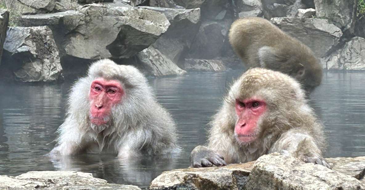 Shuttle Van Tour Snow Monkey Park To/From Tokyo 23 Wards - Frequently Asked Questions