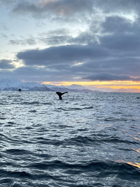 Skjervøy: Birds and Wildlife of Arctic Norway - Booking Information