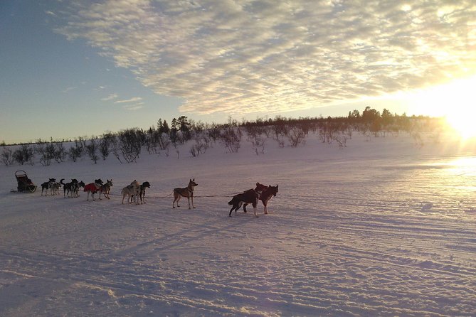 Sled Trip With Husky in the Alta Valley - Important Considerations