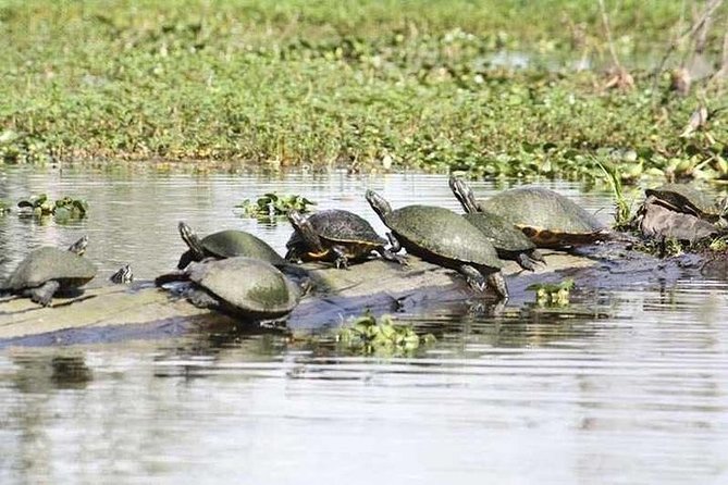 Small-Group Airboat Swamp Tour With Downtown New Orleans Pickup - Guided by Knowledgeable Professionals