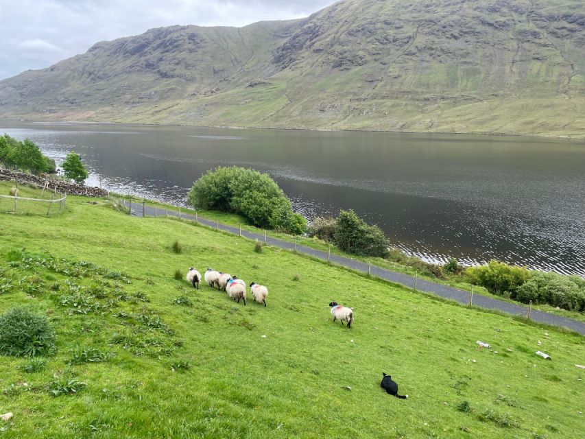 Small Group: Connemara, Sheepdog Show & Medieval Castle Tour - Inclusions and Logistics