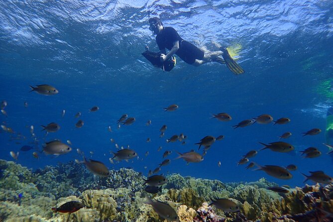 Small-Group Sea Scooters Snorkel at Mangel Halto Beach in Aruba - Snorkeling With Sea Scooters