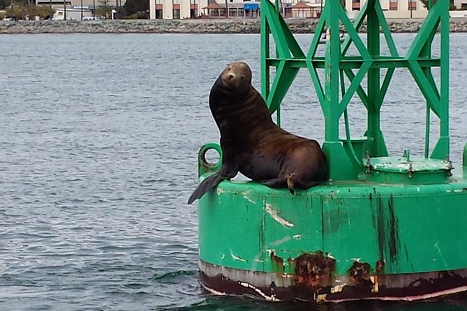 Small-Group Sunset Sailing Experience on San Diego Bay - Marine Life Sightings