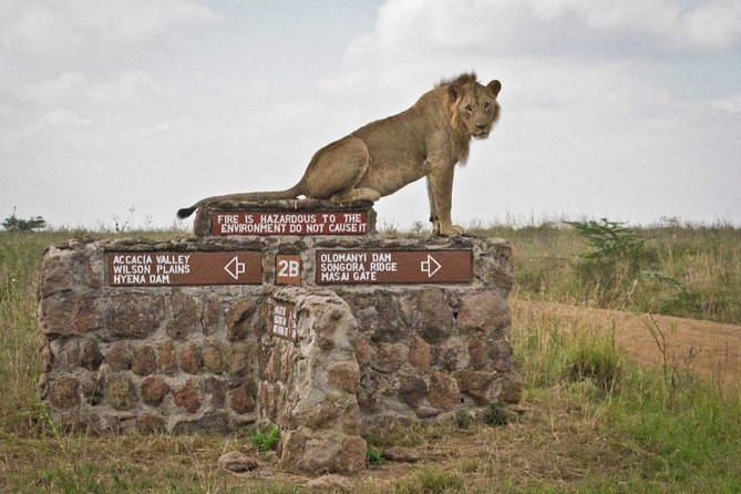 Small Group Tour to Nairobi Park Baby and Optional Baby Elephants - Pickup and Transfers