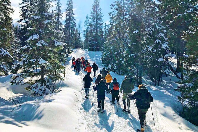 Snowshoe Tour in Winter Wonderland - Oslo - Transportation Approach