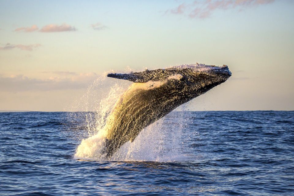 South Maui: Whale Watching Cruise Aboard Calypso - Whale Watching Highlights