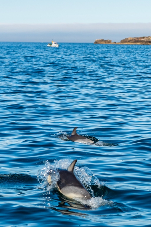 South Route: Dolphin Watching - Meeting Point and Departure