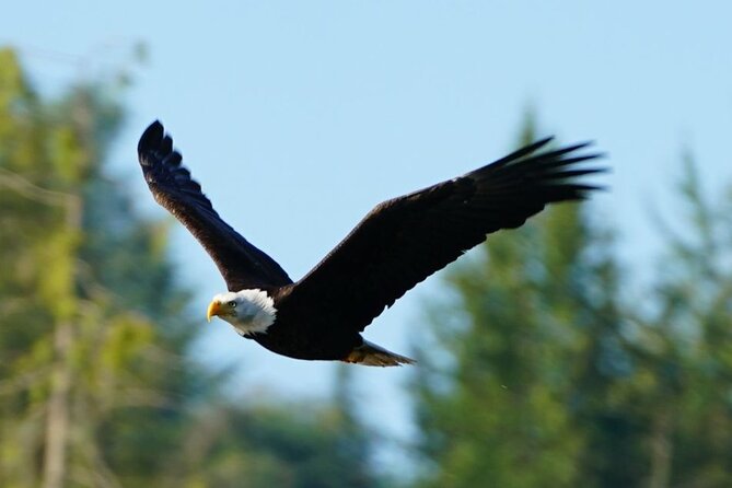 Spring Bears and Whales in Campbell River Tour - Wildlife Encounters