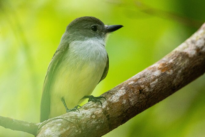 St Lucia Birdwatching Tour at Rainforest Adventures - Aerial Tram Experience