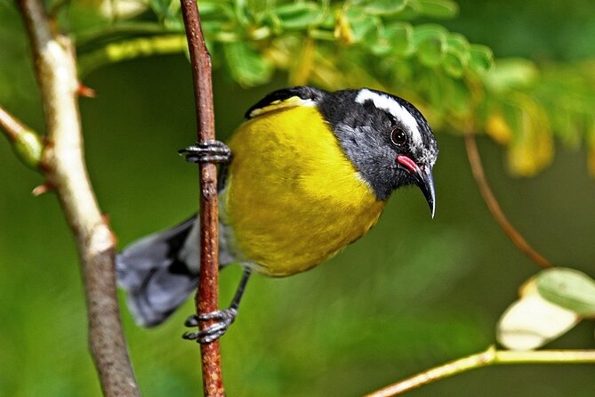 St.Martin - St.Maarten: Small Group, Birding Tour / Bird Watching Tour - Pricing and Booking