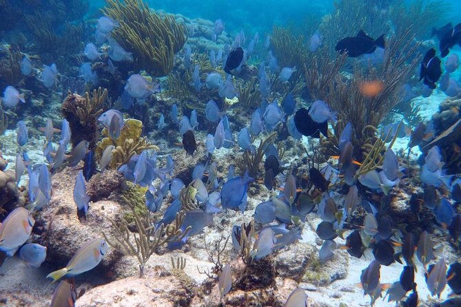 Stingray City Sandbar, Coral Gardens and 7-Mile Beach Tour - Diving Into Coral Gardens