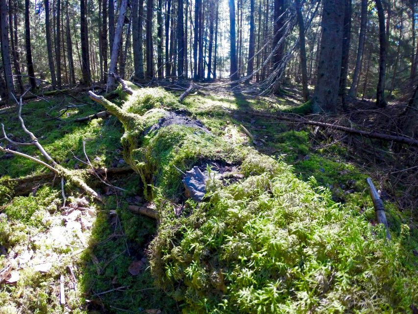 Stockholm: Summer Nature Hike - What to Expect