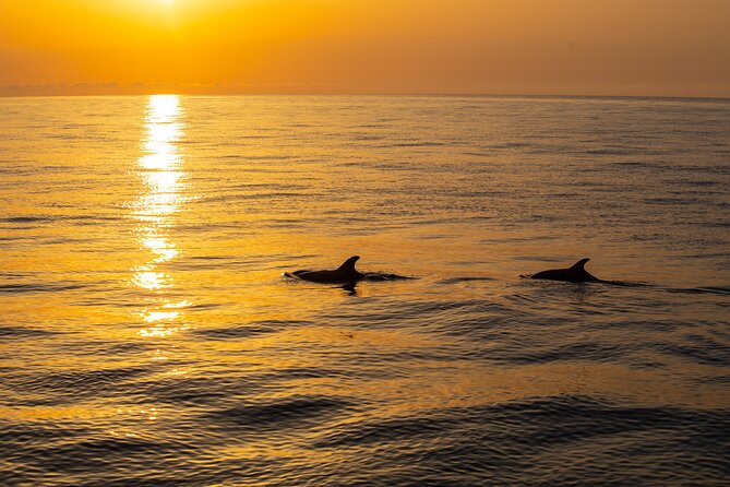 Sunrise Boat Trip in Mallorca With Dolphin-Watching - Confirmation and Cancellation Policy