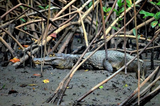 Sunset Boat Tour Into Caroni Wetlands - Safety Precautions