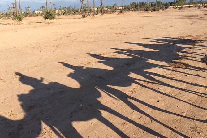 Sunset Camel Ride in the Palm Grove of Marrakech - Group Size