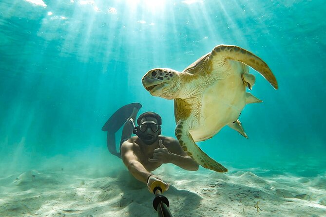 Swim With the Pigs! Half Day Harbour Island Private Boat Tour - Booking and Pricing