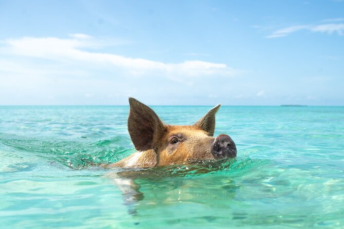 Swimming Pigs With Pickup: Pig Cant Fly, but They Do Swim! - Cruise Port and Resort Pickup