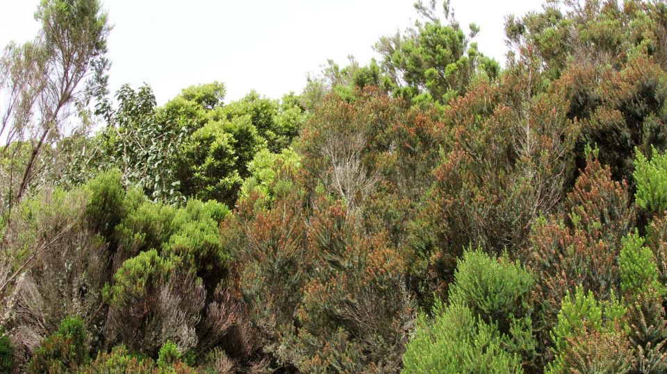 Tenerife: Guided Mindful Hike in Anaga Biosphere Reserve - What to Expect