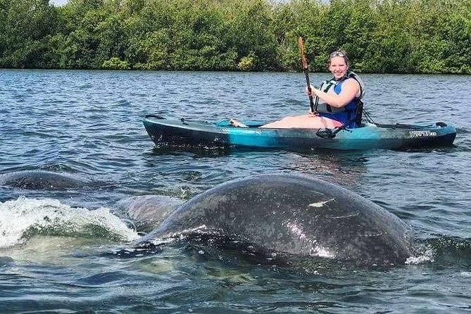 Thousand Island Mangrove Tunnel, Manatee & Dolphin Kayak Tour W/Cocoa Kayaking - Educational Insights