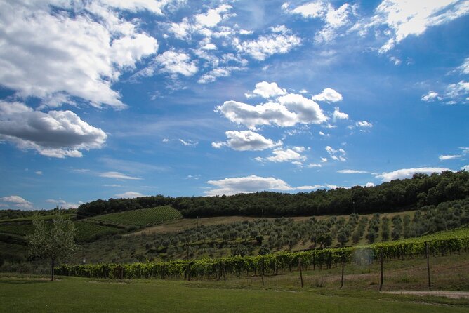 Tour Tasting & Platter at an Organic Winery - Panzano in Chianti - Scenic Chianti Setting