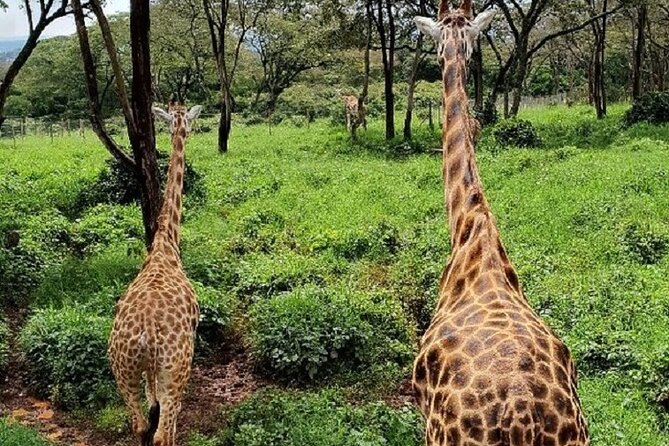 Tour to Giraffe Center From Nairobi - Duration and Location